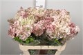 Сирень-Syringia-Hy Maidens Blush-60cm 76183485-bfa5-11ec-0a80-0b4c0007f043
