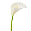 Калла-Zantedechia-Ivory Art-60cm 761d1b93-bfa4-11ec-0a80-0b4c0006fa03