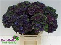 Гортензия-Hydrangea-M Mag Charl Bl-60cm 761f9da2-bfa3-11ec-0a80-0b4c0005f877