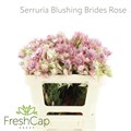 Серрурия-Serruria-Blushing Brides Rose 2-5 Flwrs-50cm 0cb5933f-0376-11ed-0a80-0636003af63a