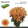 Хризантема куст-Chrysant Tr-Kalimba Orange-70cm-105gr 762294c3-ab3e-11f0-0a80-0c07001465fa