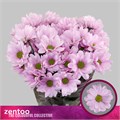 Хризантема куст-Chrysant Tr-Precious-70cm-95gr 762639c2-ab3e-11f0-0a80-0c07001465fd