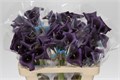 Калла-Zantedechia-Paco-70cm 762cba8e-bfa4-11ec-0a80-0b4c0006fa16