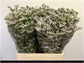 Лимониум-Limonium-White Neto-80cm-50gr 76340257-ab3e-11f0-0a80-0c0700146600