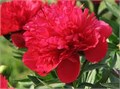 Пион-Paeonia-Diana Parks-55cm 7636ec8c-ab3e-11f0-0a80-0c0700146603