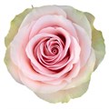 Роза-Rosa-Frutteto-60cm--PE 76441403-bfa9-11ec-0a80-0b4c000bce60