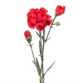 Гвоздика куст SE-Dianthus sp SE-Zumba-FC 764b662e-4b3a-11ee-0a80-13cf003b529b