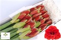 Амариллис st-Hippeastrum st-Ga Ferrari-55cm 766422b9-fa89-11ee-0a80-0d75003b874a