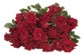 Роза куст-Rosa sp-Rubicon-70cm-Si 0cc1c308-c1f9-11ee-0a80-0662000de1f1