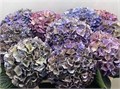 Гортензия-Hydrangea-M Rodeo Classic-/75cm 767b1205-4273-11ee-0a80-0b5b00232a8e