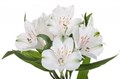 Альстромерия-Alstroemeria-Winterfell-60cm--QA 76821ee1-ea2a-11ef-0a80-02ac003a7f46