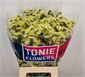 Лимониум-Limonium-S Yellow Sun Birds-80cm-85gr 76854091-fa89-11ee-0a80-0d75003b8750