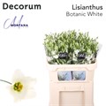Лизиантус E-Lisianthus E-Botanic White 75cm-75cm 7688dfc5-fa89-11ee-0a80-0d75003b8753