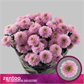 Хризантема куст-Chrysant Tr-Letsgo Pink-70cm-85gr 76955a8a-fa89-11ee-0a80-0d75003b8759