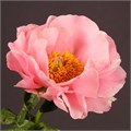 Paeonia-Пион-Salmon Chiffon-45cm 769fb65c-fa89-11ee-0a80-0d75003b875c