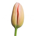 Тюльпан-Tulip-En Menton-55cm-56gr 76a2a7dd-fa89-11ee-0a80-0d75003b875f