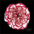 Гвоздика SE-Dianthus SE-Olympia-FC 76a343d9-a2fa-11ed-0a80-0fa5002b2e98