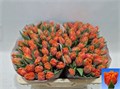 Тюльпан-Tulip-Fr Orange Passion-36cm-32gr 76a5a615-fa89-11ee-0a80-0d75003b8762