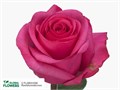 Роза-Rosa-Stiletto-60cm-PE 76b4e370-c032-11ee-0a80-051f0010cf65