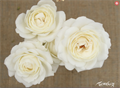 Роза куст-Rosa sp-Fairy Kiss White-53cm-Ti 76bf7843-265b-11ee-0a80-1133002a189e