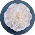 Гвоздика-Carnation-Polar Router-70cm-AO 76c8a105-7b3d-11ef-0a80-091e0015b626