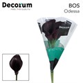 Калла-Zantedechia-Odessa-60cm 76d7b09a-bfa4-11ec-0a80-0b4c0006fadc