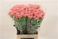 Гвоздика ст-Dianthus st-Lege Pink-65cm 0cd298c9-bfa4-11ec-0a80-0b4c0006945c