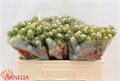 Леукадендрон-Leucadendron-L Ay Ja Pe Vt--60cm 7704c232-8f39-11ed-0a80-04de010dee11