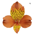 Альстромерия-Alstroemeria-Icarus-70cm-Si 77075f4f-7630-11ed-0a80-09bc002ae1eb