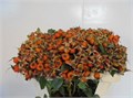Шиповник-Rosa-Tender Hiphop-50cm 0cd6ba98-557b-11ee-0a80-020700364f90