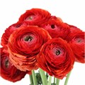 Ранункулус-Ranunculus-Cloni Red 7721f777-bfa6-11ec-0a80-0b4c0008d129