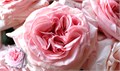 Роза-Rosa-Pink OHara-50cm-SD 773b674c-6b27-11ed-0a80-00a6001239d2