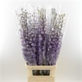 Дельфиниум-Delphinium-Magenta Mojo-100cm-Bg 773c24b7-de83-11ef-0a80-17d9001a2508