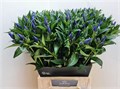 Гентиана-Genti-Kagayaki--50cm 773ec304-81e0-11ee-0a80-077600485f45