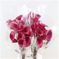 Калла-Zantedechia-Red Symphony-60cm 775468f2-bfa4-11ec-0a80-0b4c0006fb75