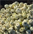Тыква (Краснодар) 0cde3734-0370-11ed-0a80-041100363099