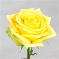 Роза-Rosa-Stardust-50cm-MS/ 7757b11f-7560-11ee-0a80-050d000375e1