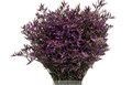 Лимониум-Limonium-Dark Blue-50cm-Bg 775a660c-de83-11ef-0a80-17d9001a2514