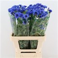 Василек-Centau-Ov--60cm 775c52ba-f1cd-11ed-0a80-042b00201cc3