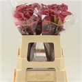 Калла-Zantedechia-Red Charm-60cm 776c7846-bfa4-11ec-0a80-0b4c0006fb90