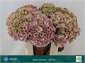Гортензия-Hydrangea-M Mag Opal Cl-//80cm 77ac966e-7d9f-11ef-0a80-107a00249792