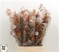 Шиповник-Rosa-Corallo-50cm 77c0140f-82f9-11ef-0a80-11cf003903d1