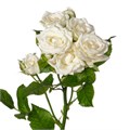 Розы Жозефина кустовые 50 см (Россия) 77eae039-2aee-11ee-0a80-05030012356e