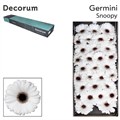 Гербера-Gerbera-Mi Snoopy-50cm 0ce37d7c-4c92-11ee-0a80-108700073198