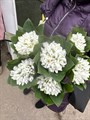 Подснежник Краснодар 78234bb6-c10d-11ee-0a80-06e10016a300