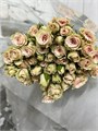 Роза куст-Rosa tr-Sand Storm-50 cm 786892cb-ac5f-11ed-0a80-0573000dad88
