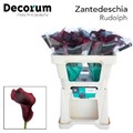 Калла-Zantedechia-Rudolph-50cm 786aba25-bfa4-11ec-0a80-0b4c0006fc97
