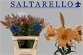 Лилия-Lilium-Ot Saltarello--100cm 788374de-168c-11ef-0a80-17b1003a0e13