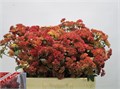 Седум-Sedum-Magical Lizzy--55cm 7883dcd1-bfa5-11ec-0a80-0b4c0007f162