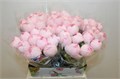 Ранункулус-Ranunculus-Cloni Ex Lady Hanoi Pink--45cm 78873b49-60cd-11ed-0a80-0b4d0008956b